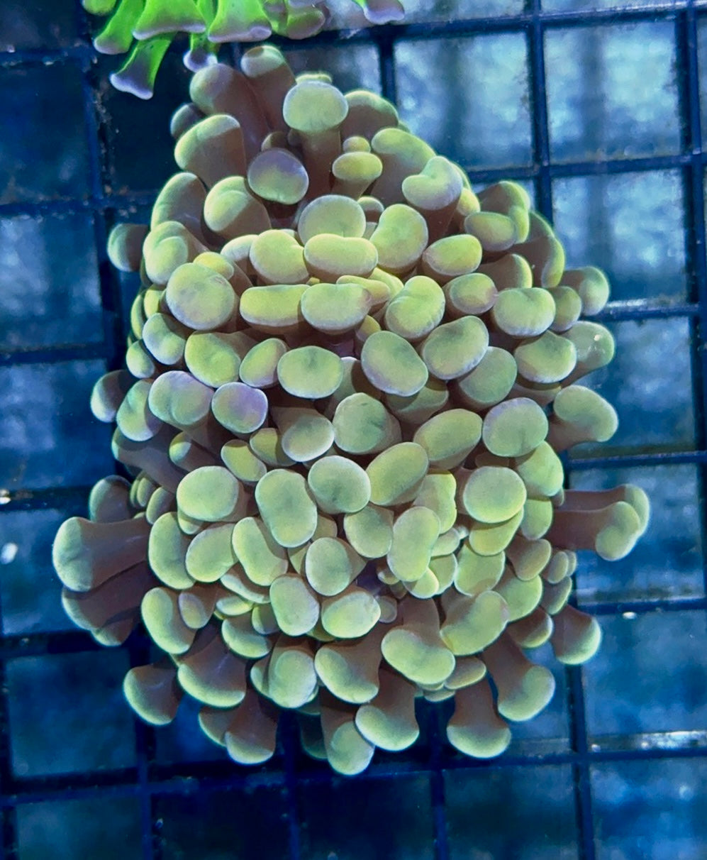 Orange Branching Hammer