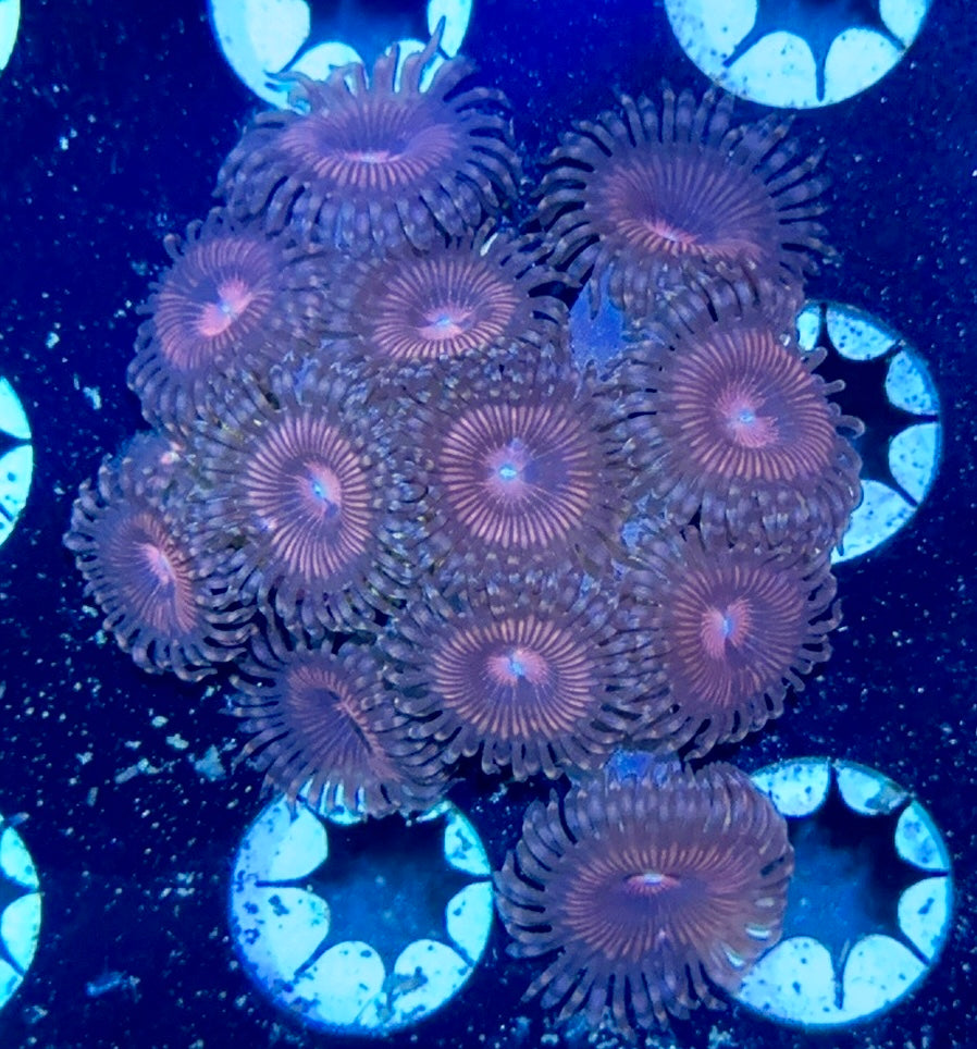 Zoa