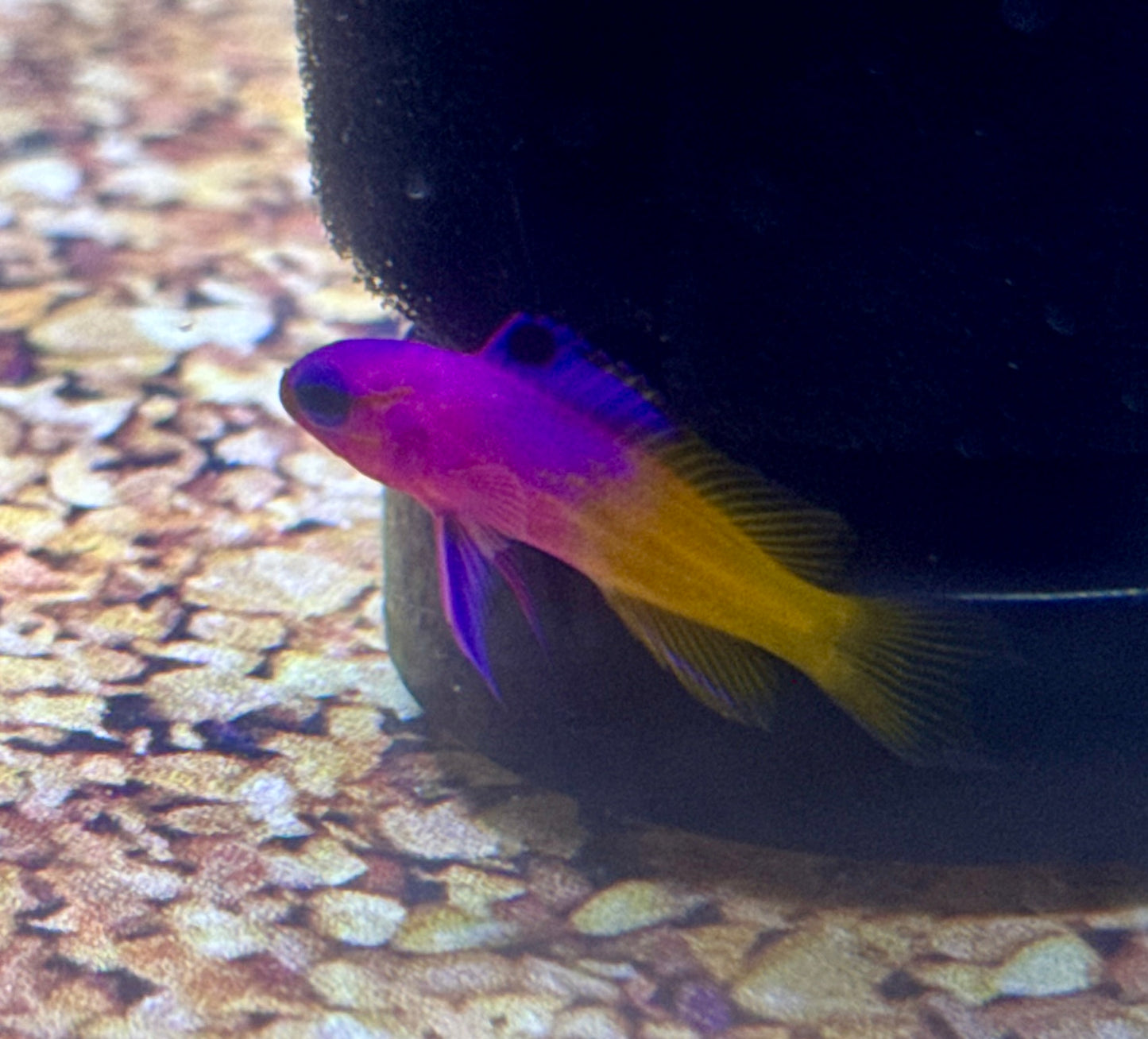 Royal Gramma (small)