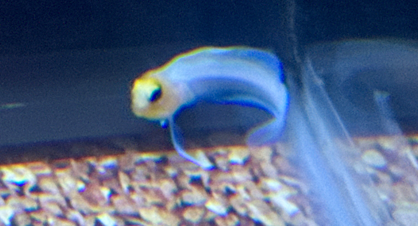 Pearly Jawfish