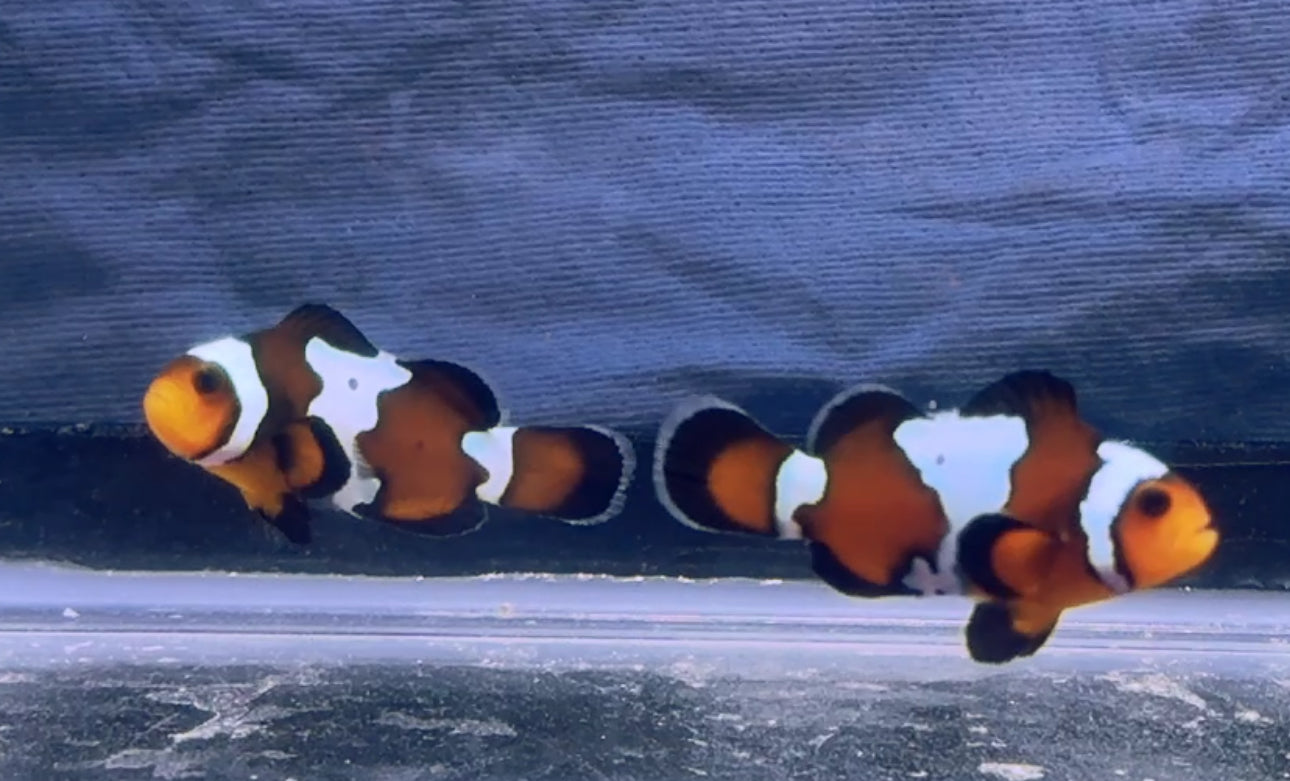 Blacker Ice Clown Pair (Med)