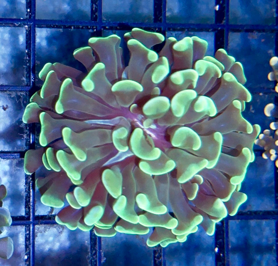 Green Branching Hammer