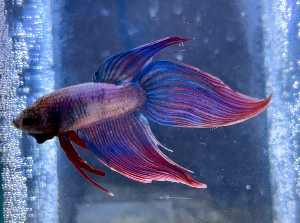 Veiltail Beta