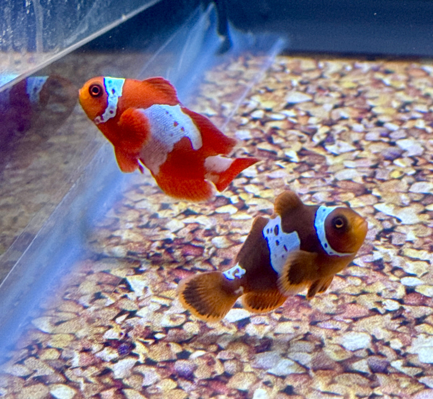 Lightning Maroon Clown Pair (Not Rescues)