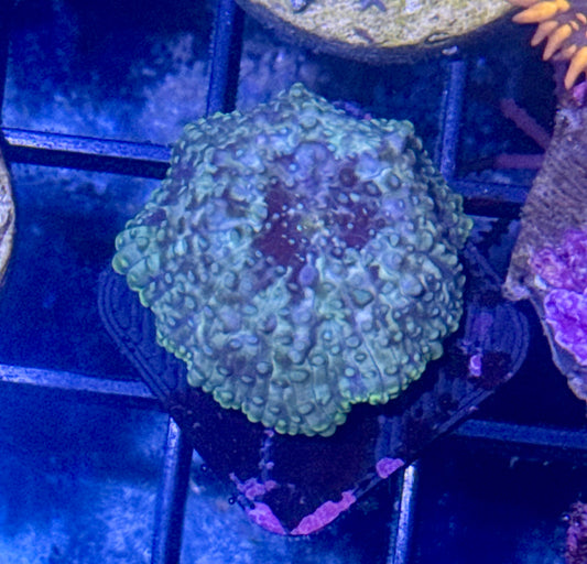 Starry Night Disco Mushroom