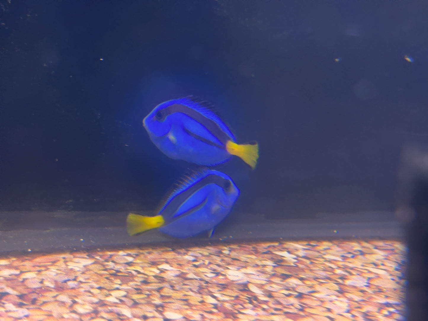 Blue Hippo Tang