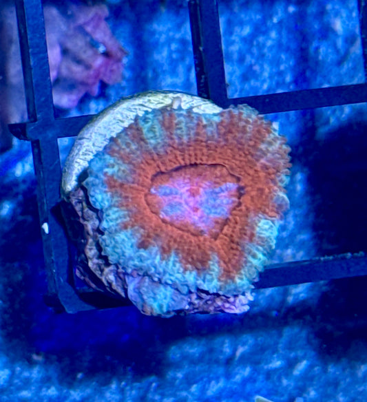 Acan Frag