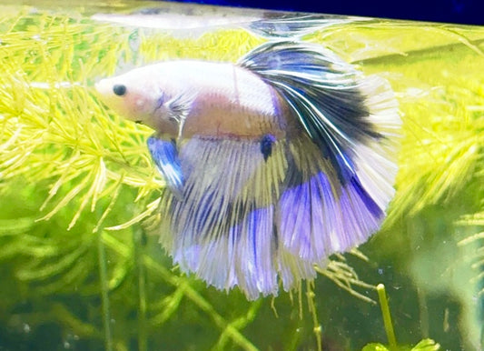 Rose Petal Male Betta