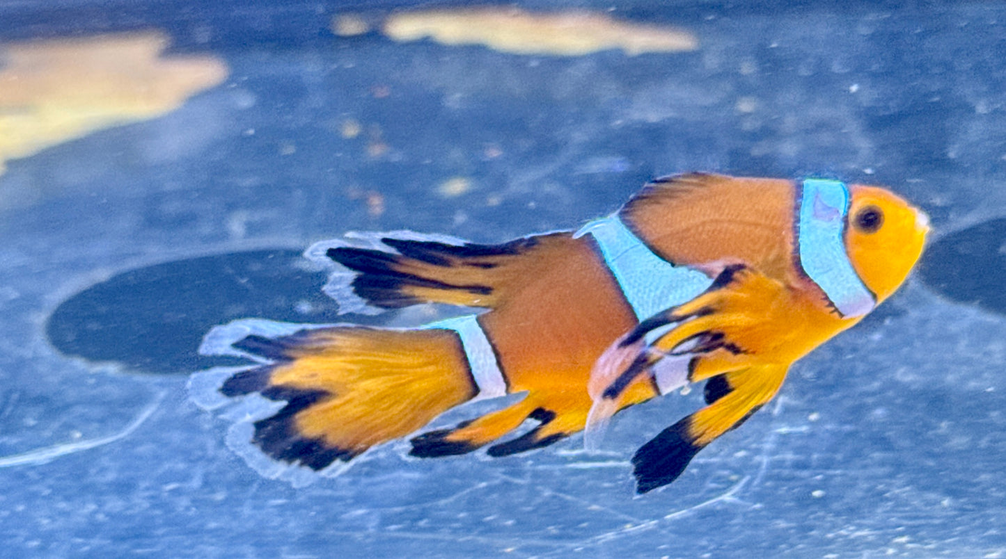 Longfin Clown (rescue)
