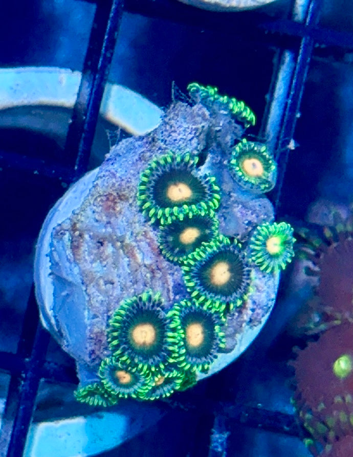 Zoa