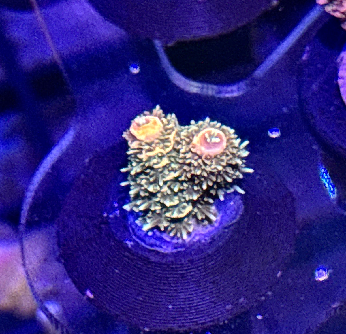 Acro Frag