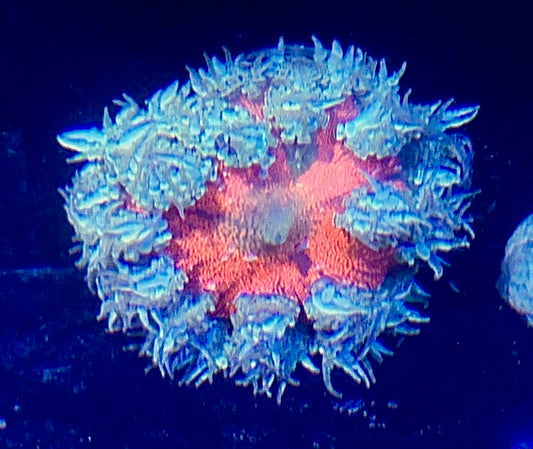Rock Flower Anemone