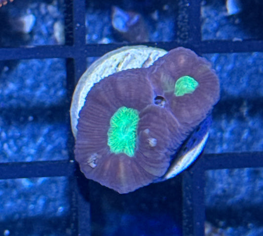 Candy Cane Frag