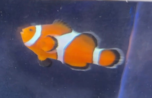 Ocellaris Clown (Rescue)