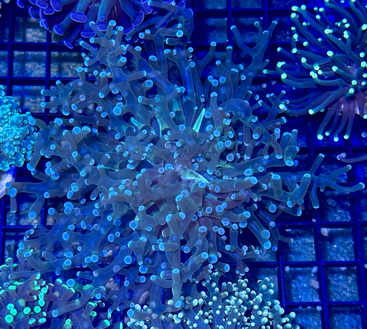 Green Striped Center Frogspawn