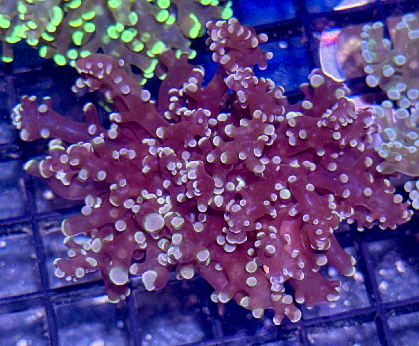 Orange Branching Frogspawn Frag