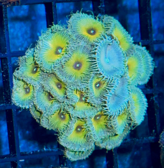 Zoa Mini Colony