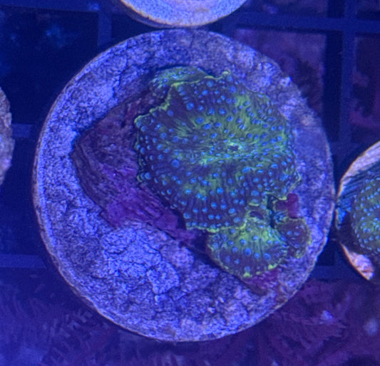Disco Mushroom