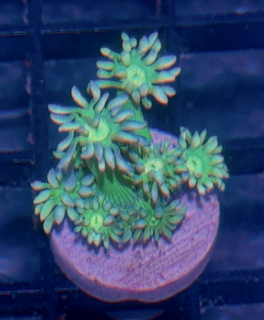 Goni Frag
