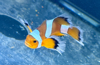 Haddoni Carpet Anemone/ Rescue Clown Deal