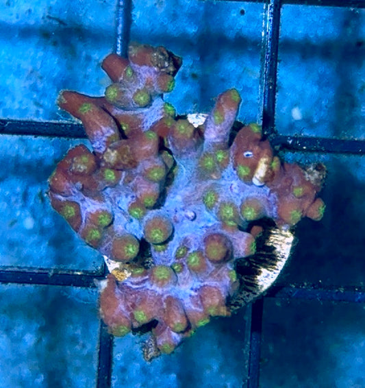 Branching Cyphastrea