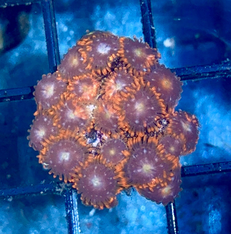 Zoa