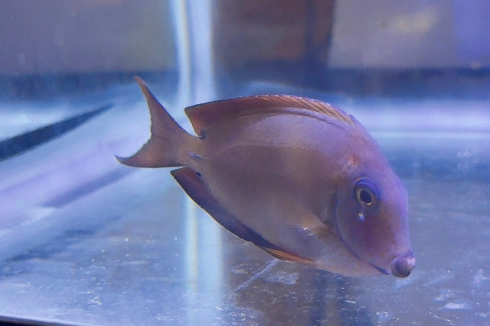 Lavender Tang