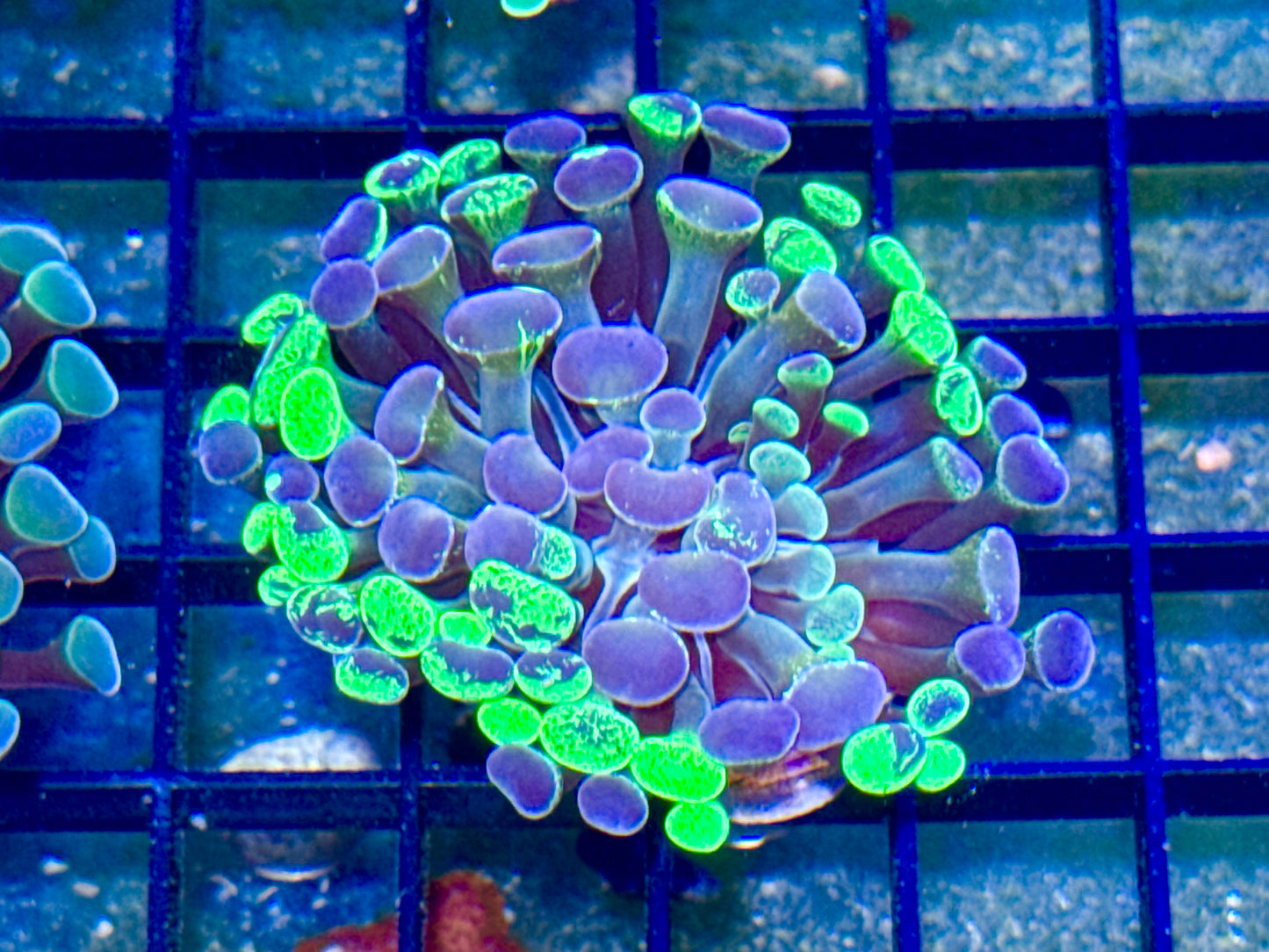Branching Splatter Hammer Coral