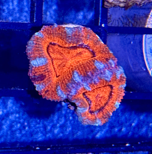 Acan Frag