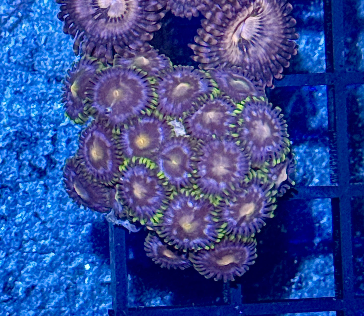 Zoa Frag