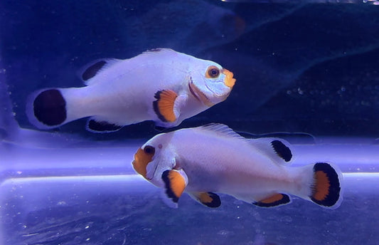 Snow Storm Rescue Pair