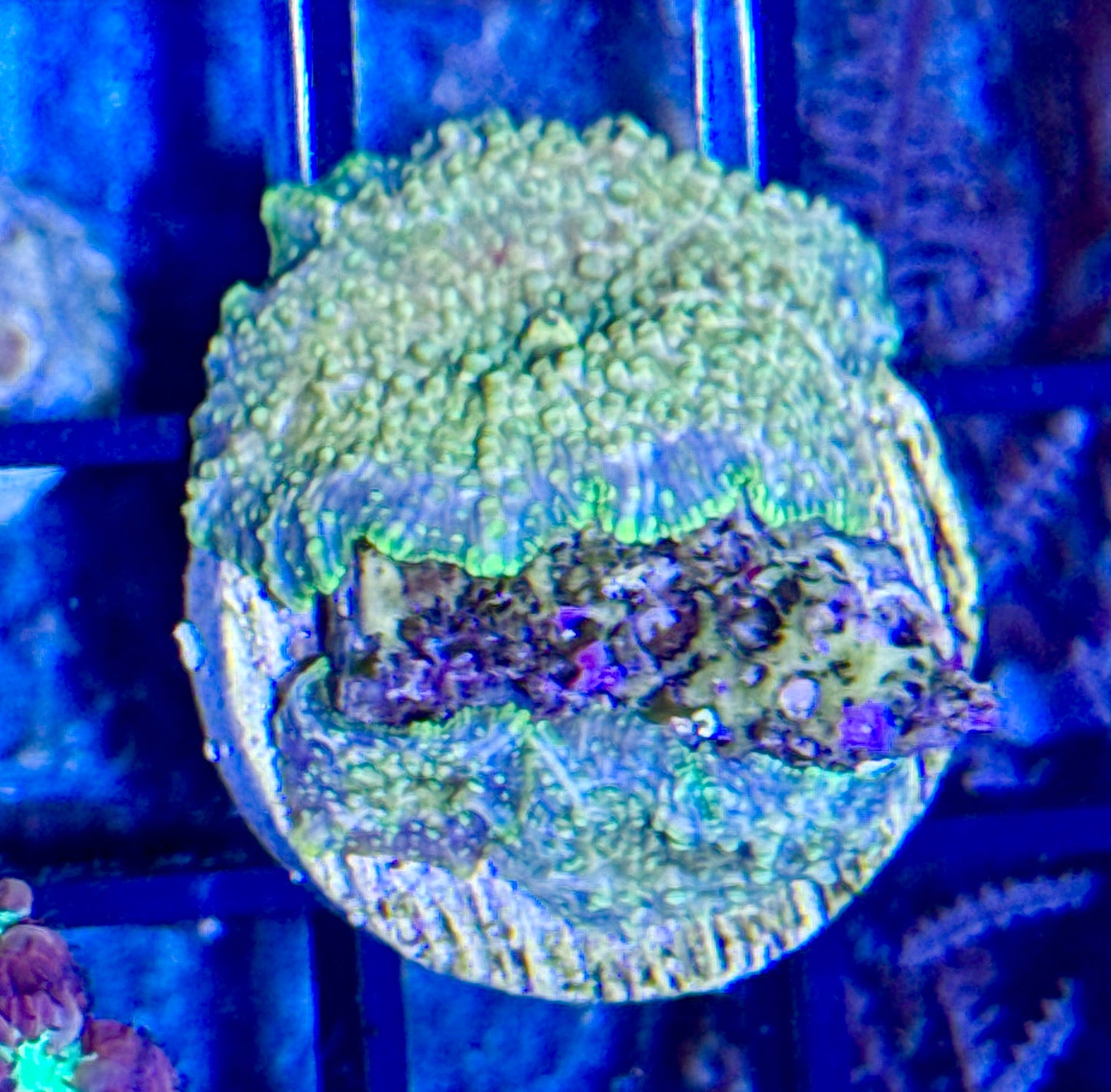 Mushroom Frag
