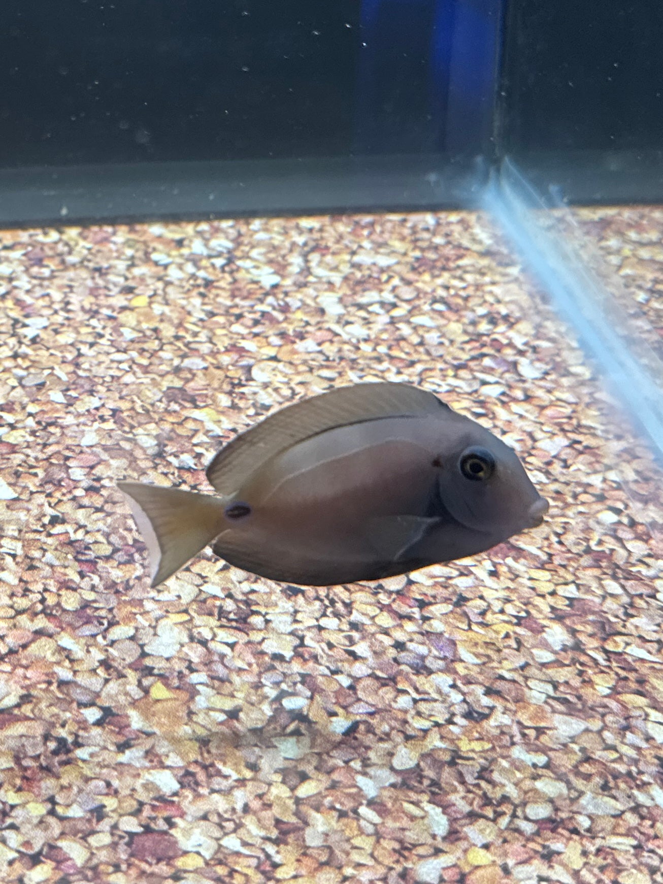 Tennenti Tang