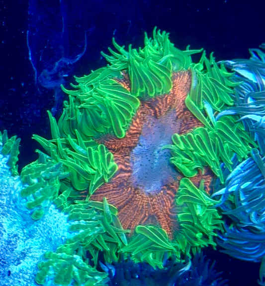 Rock Flower Anemone