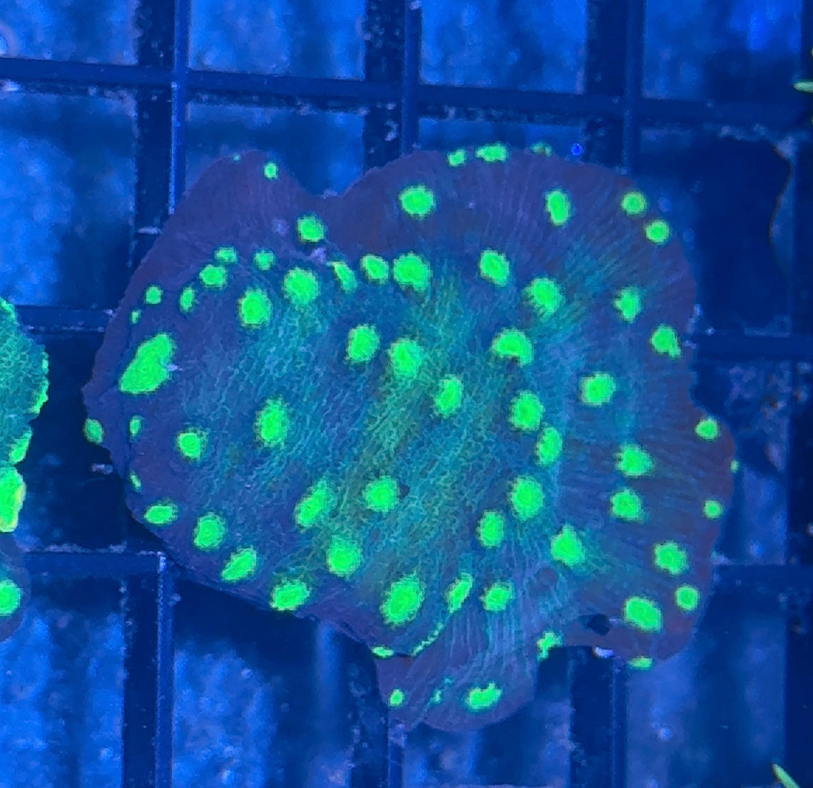 Hollywood Stunner Chalice Frag