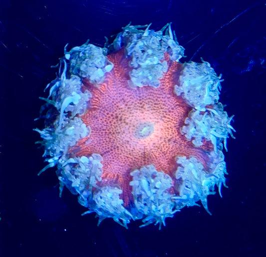Rock Flower Anemone