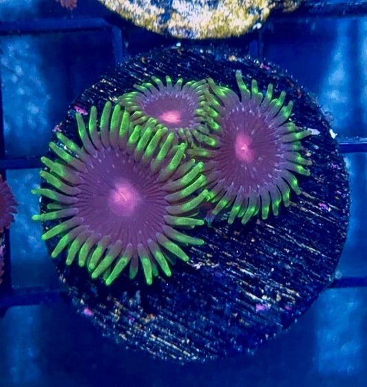 Zoa