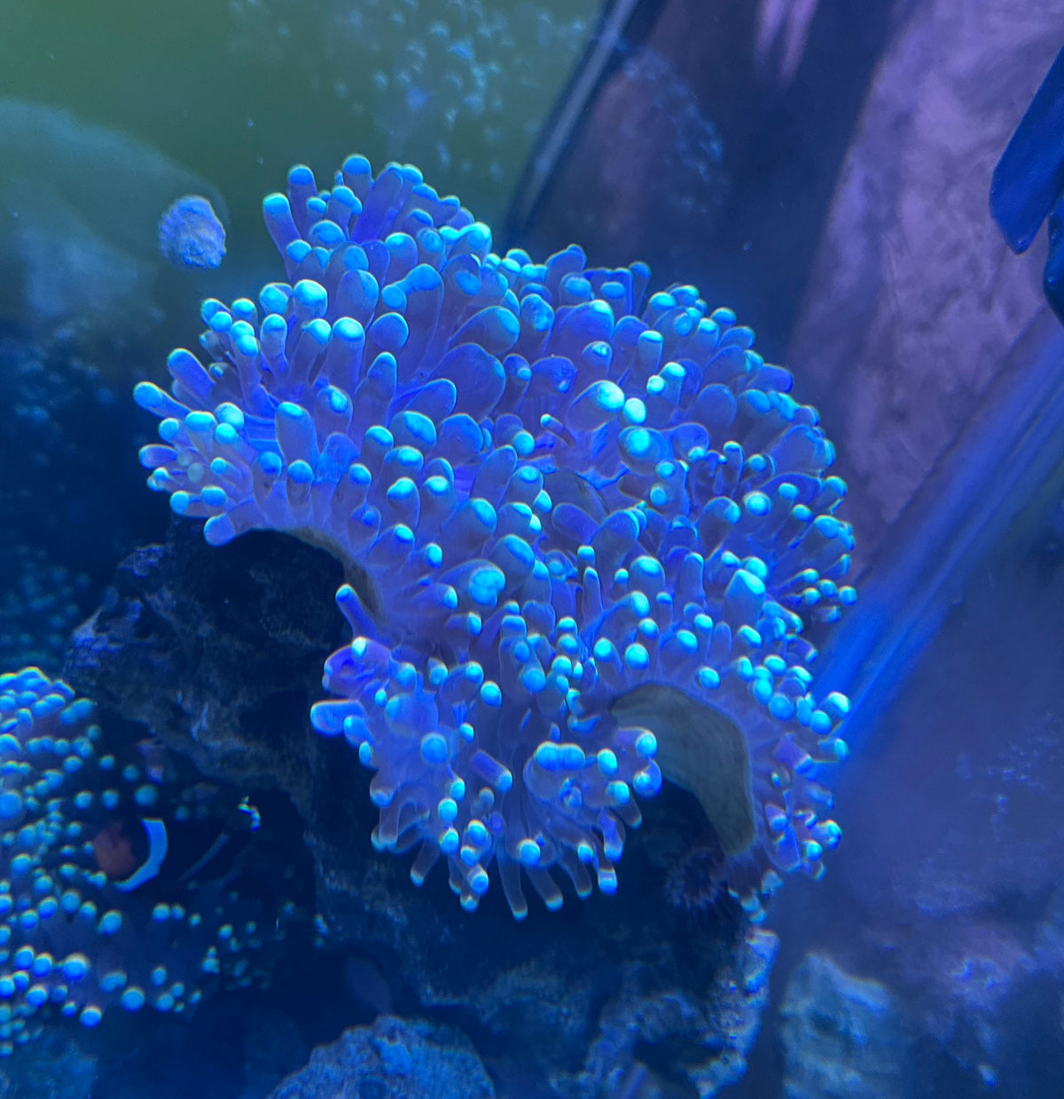 Ritteri Anemone