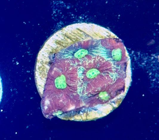 Favia Frag