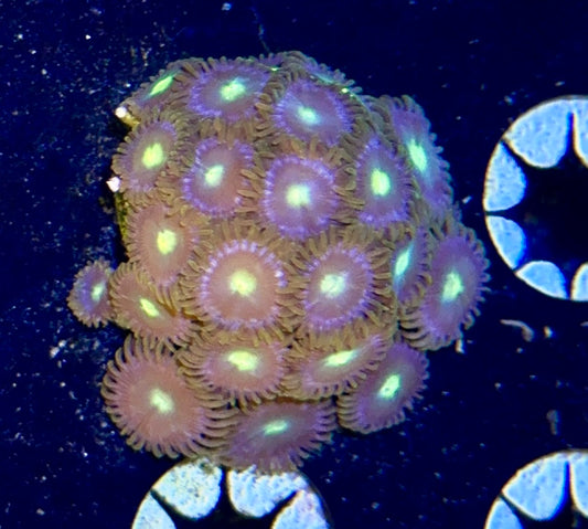 Zoa