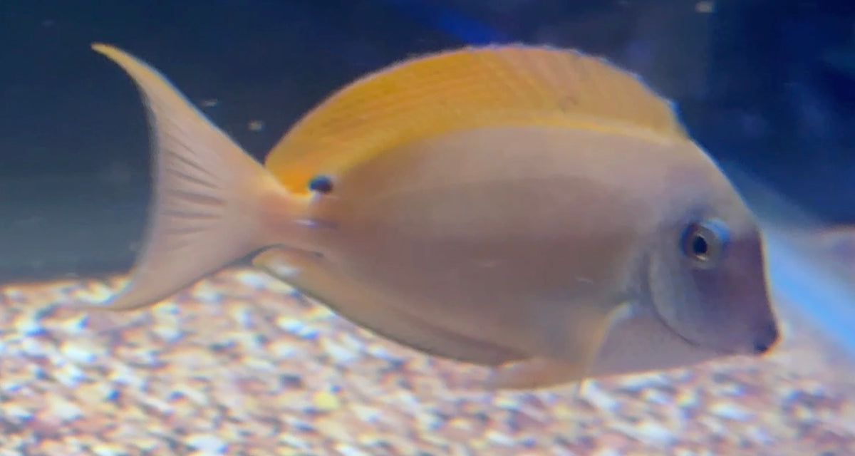 Lavender Tang