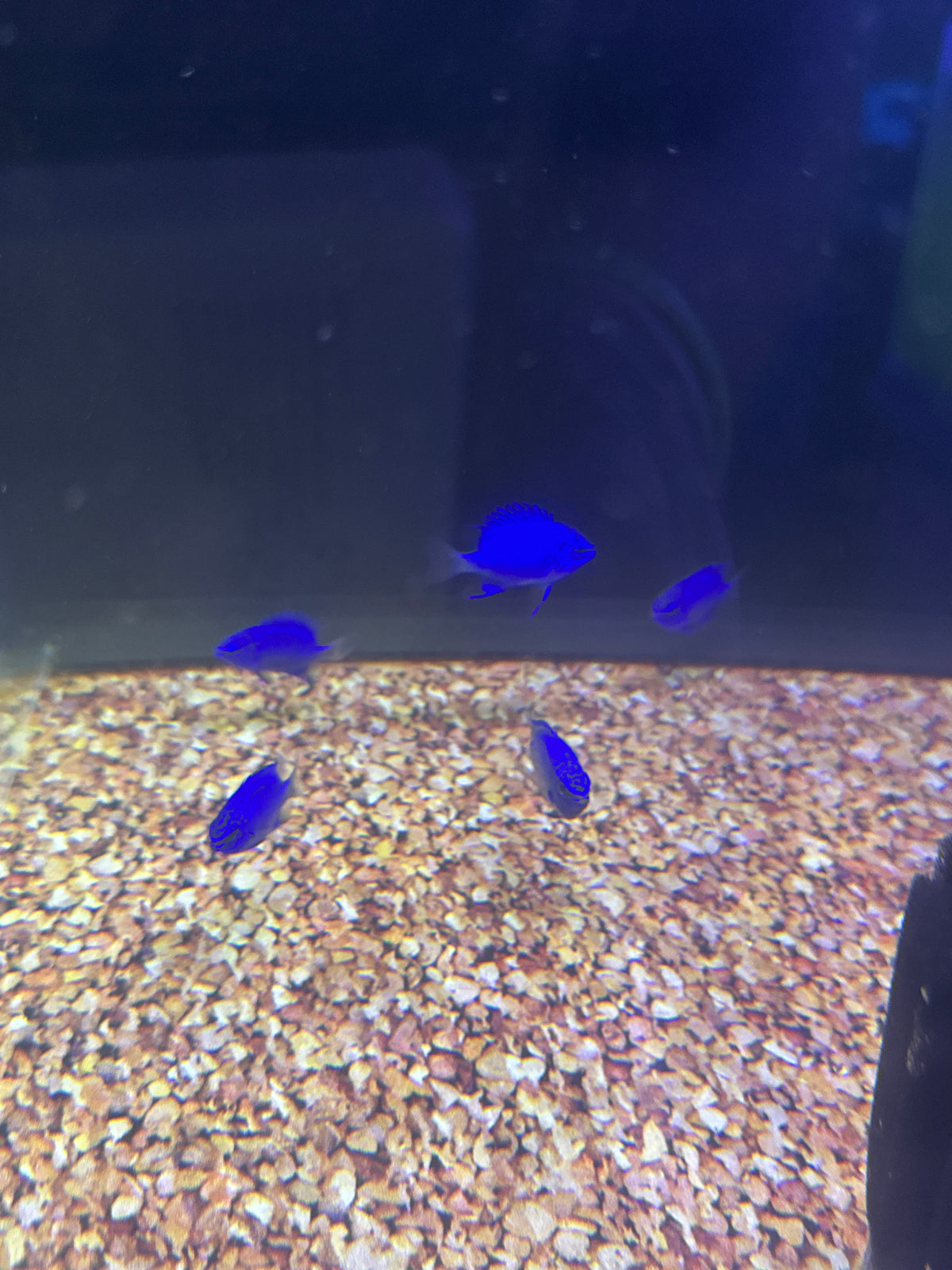 Springeri Damsel