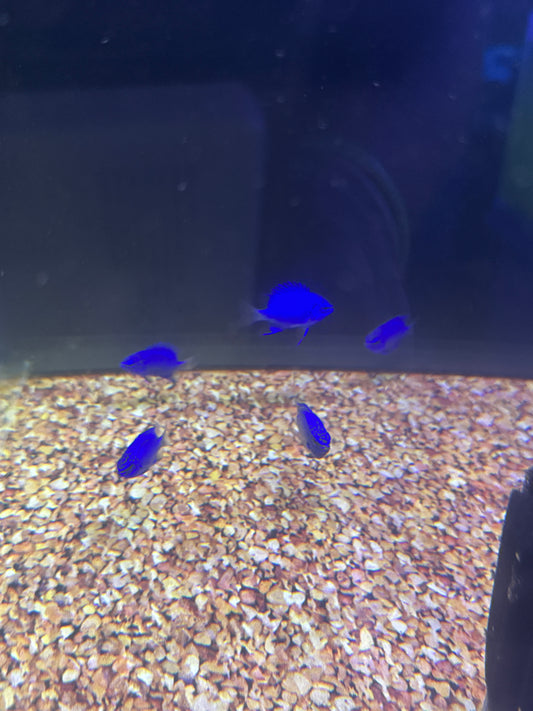 Springeri Damsel