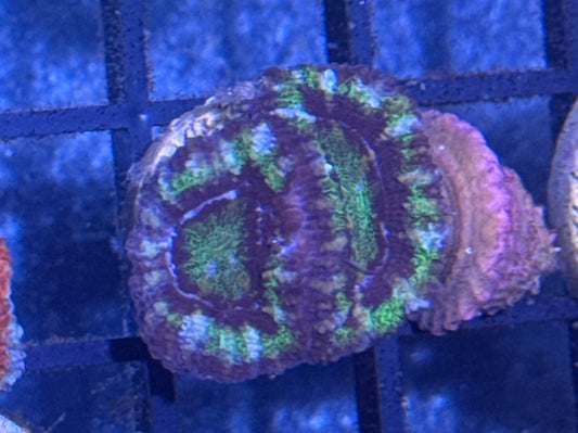 Acan Frag