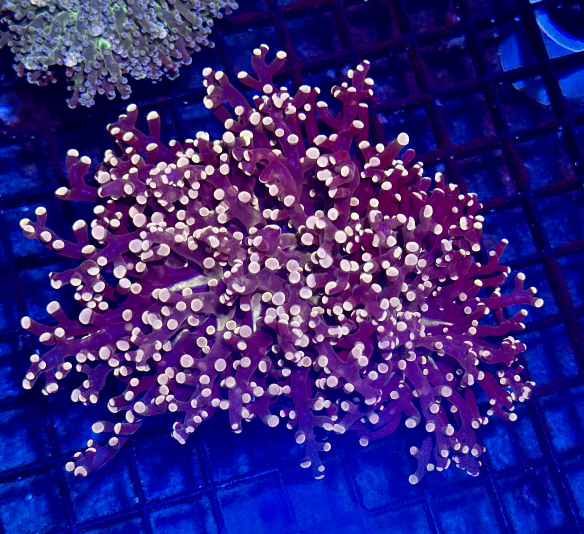 Orange Octospawn