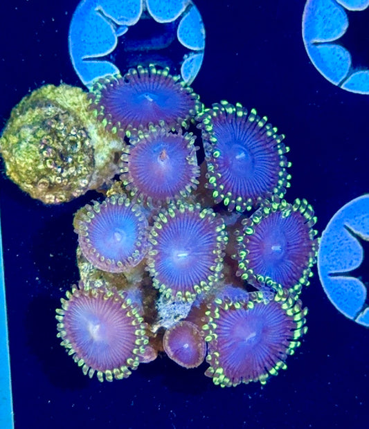 Zoa