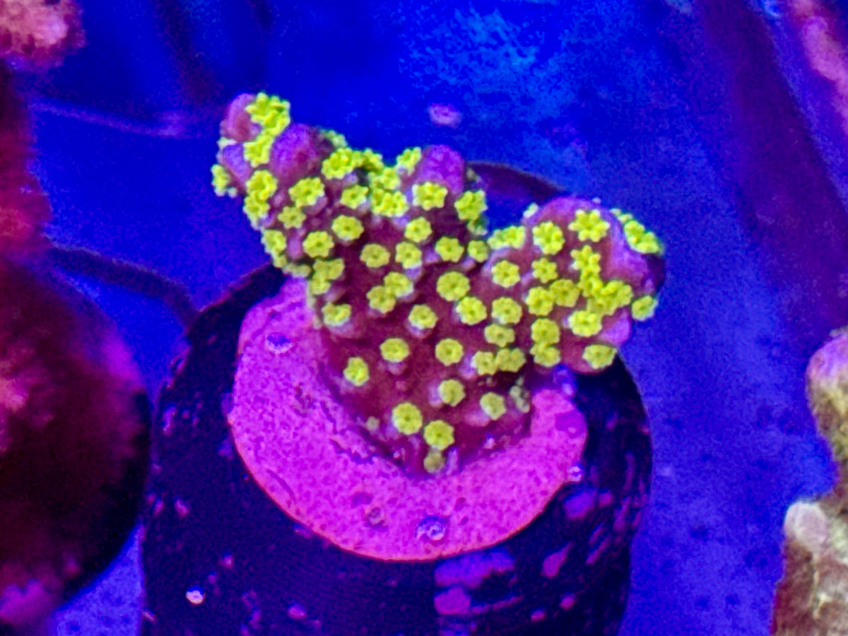 Montipora Digi