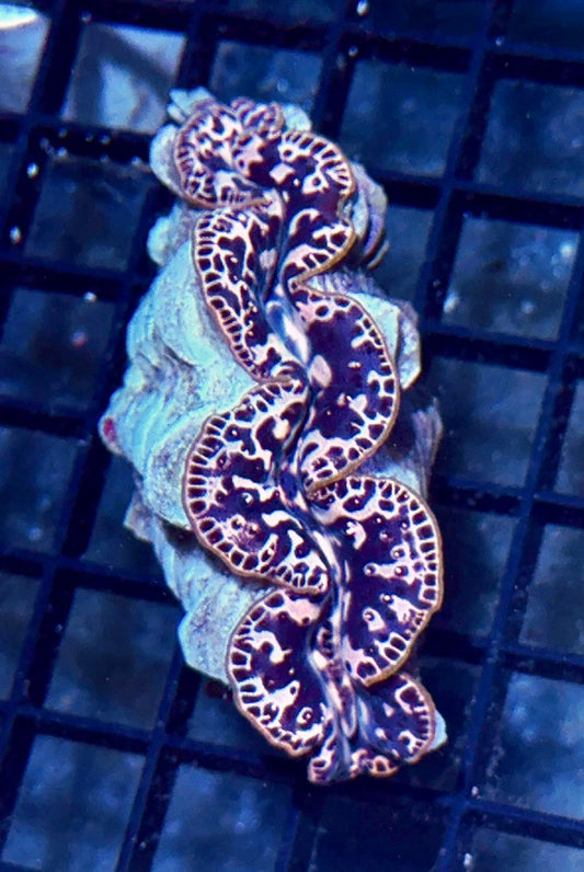 Gold Maxima Clam 2”