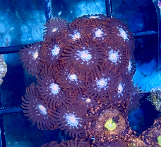Zoa