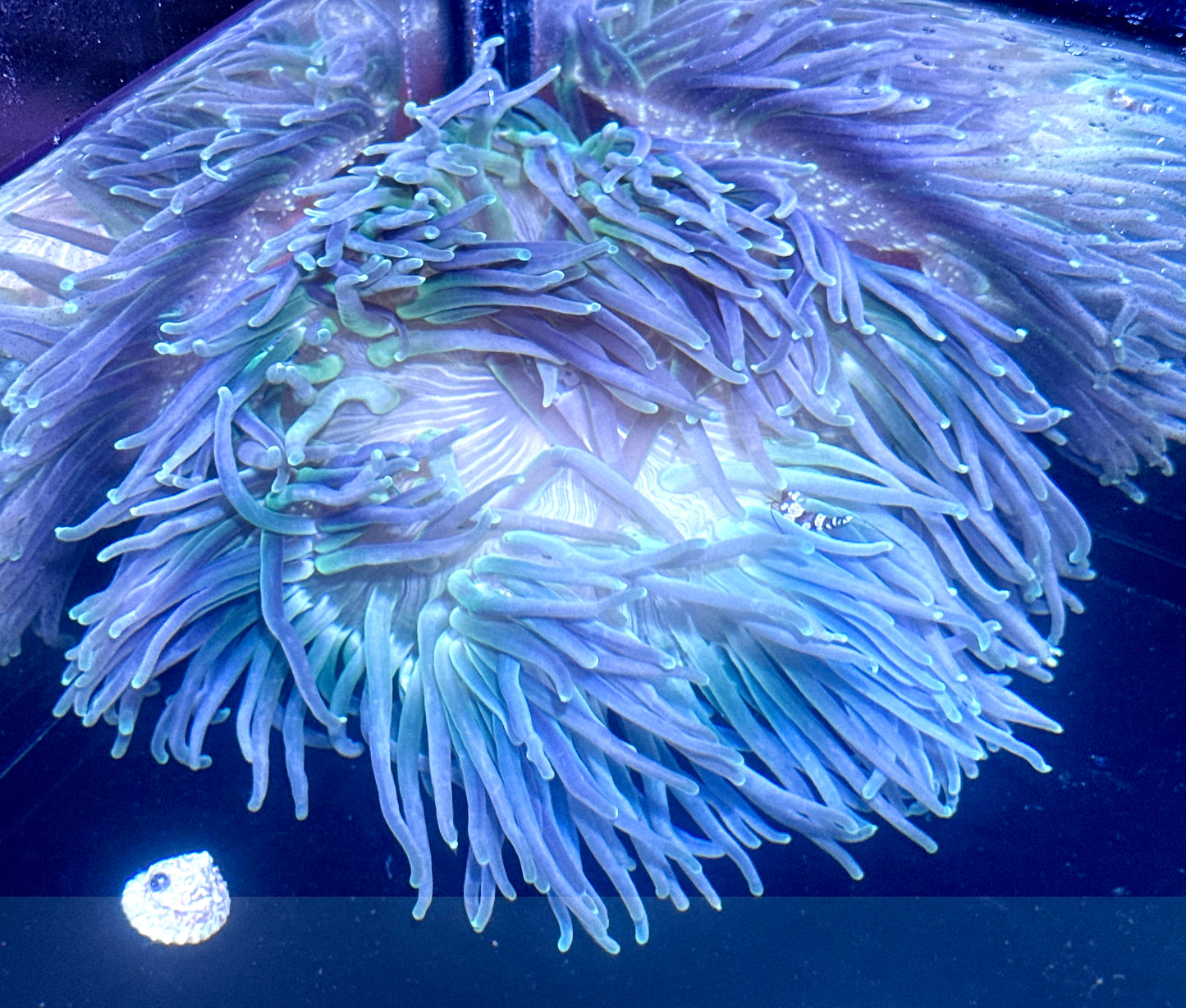 Blue/Green Long Tentacle Anemone